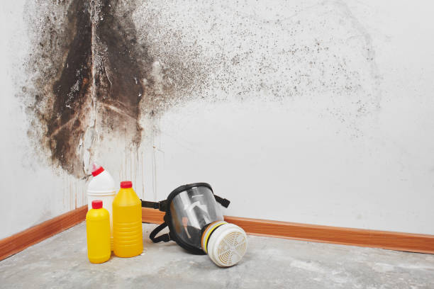 Best Affordable Mold Removal  in Amador Pines, CA