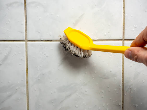 Trusted Amador Pines, CA Mold Removal Experts