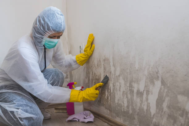 Mold Testing and Removal in Amador Pines, CA