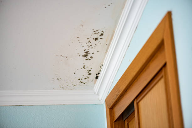 Best Mold Cleaning Services  in Amador Pines, CA