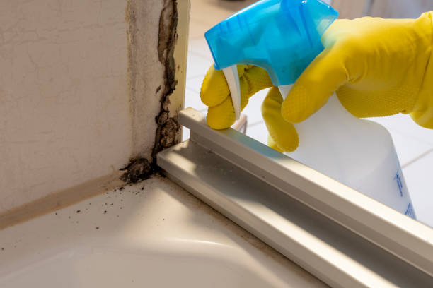Best Mold Testing  in Amador Pines, CA