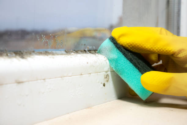 Best Certified Mold Removal  in Amador Pines, CA