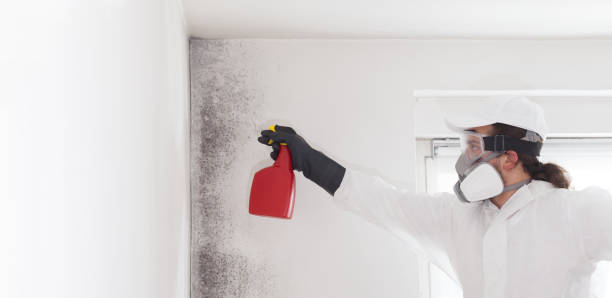 Home Mold Removal in Amador Pines, CA
