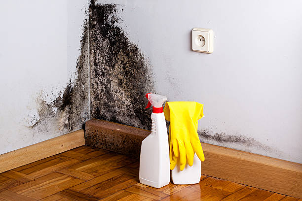 Office Mold Removal Services in Amador Pines, CA