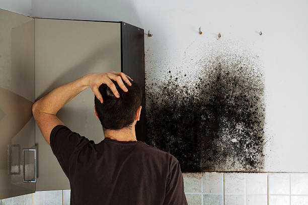 Best Home Mold Removal  in Amador Pines, CA