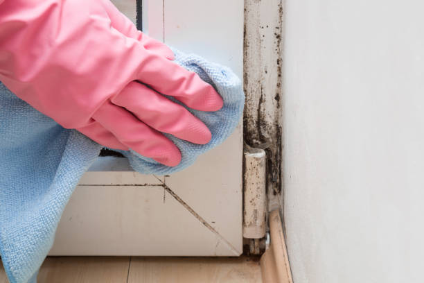 Best Professional Mold Removal  in Amador Pines, CA