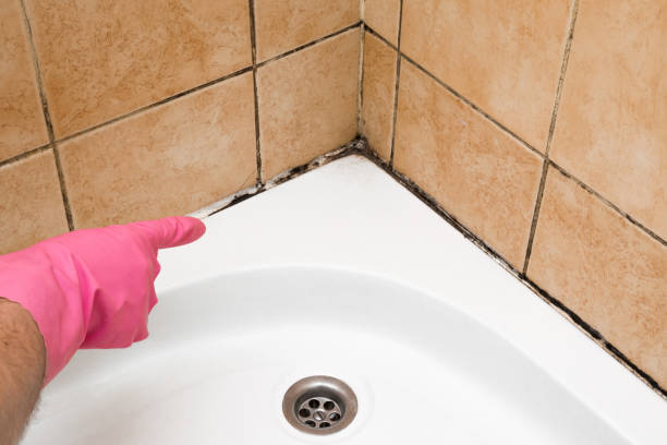 Best Mold Damage Repair  in Amador Pines, CA